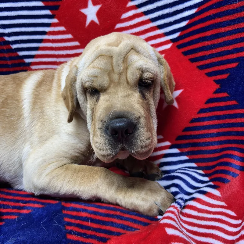 Hank thumbnail 2
