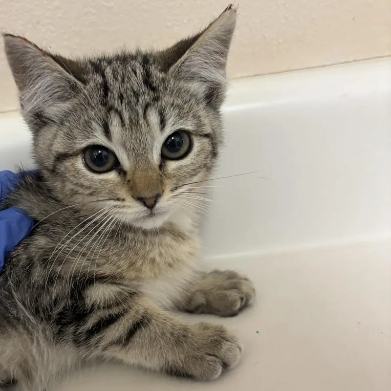A baby small-sized male Brown / Chocolate Domestic Short Hair cat named Shepherd for adoption in Salt Lake City, UT