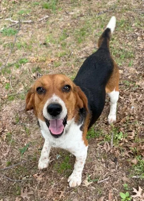 A young medium-sized male Beagle dog named Charlie for adoption in Corsicana, TX