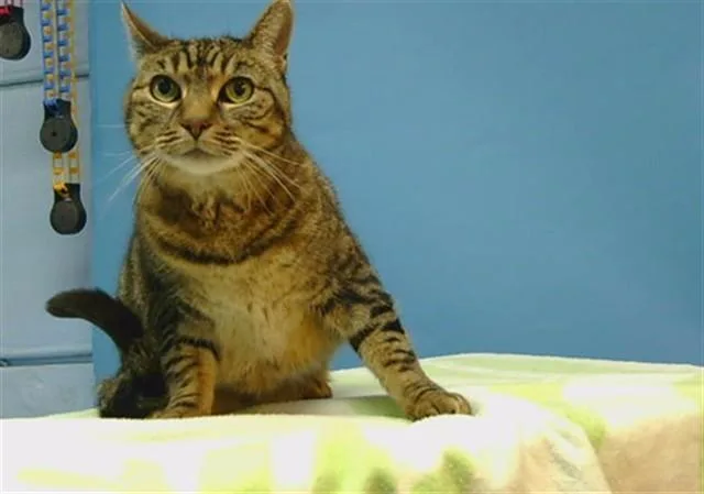 An adult medium-sized female Domestic Short Hair cat named Kiyoshi for adoption in Gardena, CA