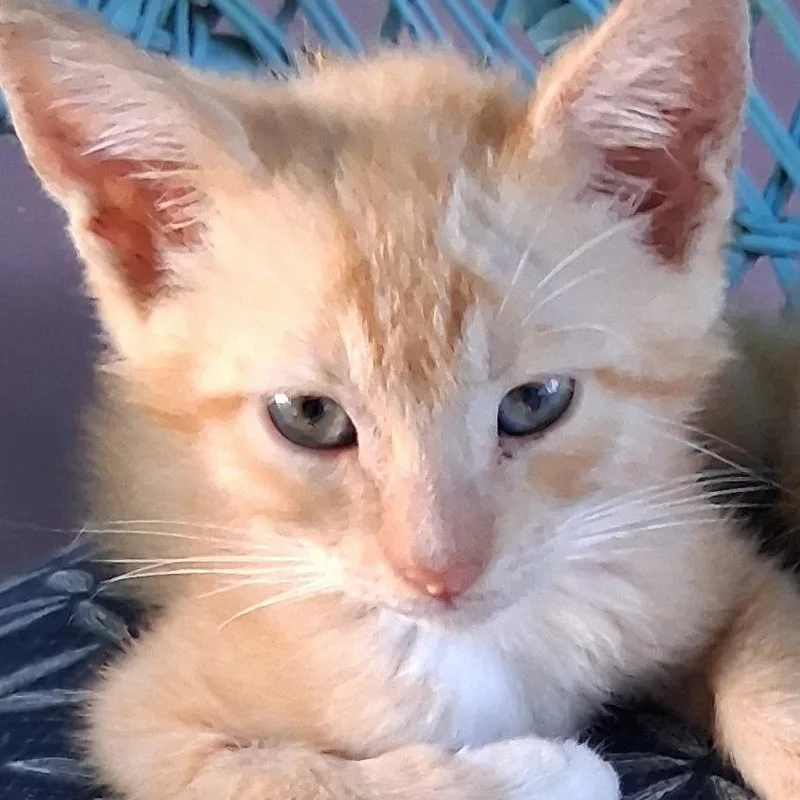 Yoda