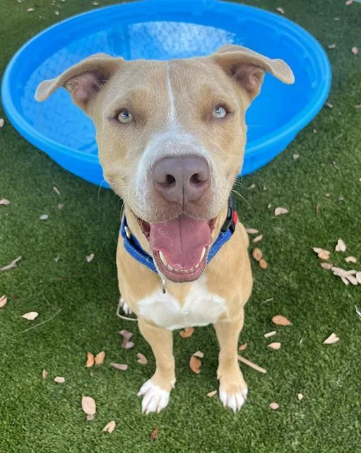 An adult large-sized female Terrier dog named Sunna for adoption in Miami, FL