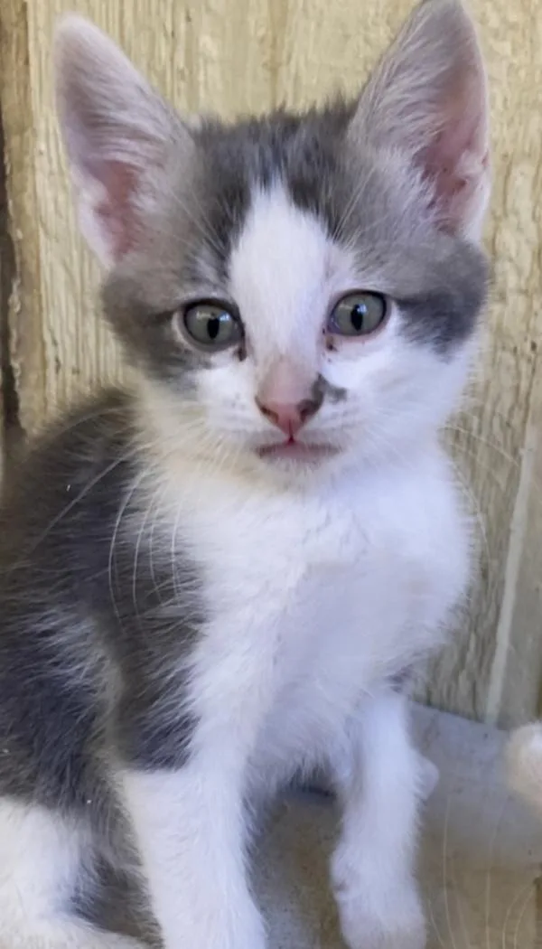 A baby medium-sized female Domestic Short Hair cat named Cookie for adoption in Victorville, CA