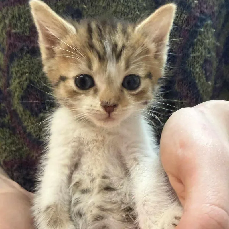 A baby small-sized male Torbie Domestic Short Hair cat named Sage for adoption in Beckley, WV