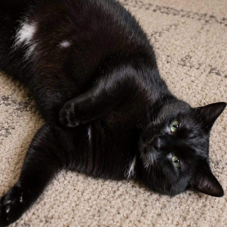 An adult large-sized male Domestic Short Hair cat named Edgar for adoption in Cumming, GA