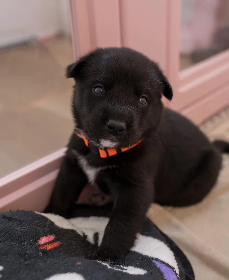 A baby medium-sized male Siberian Husky dog named Orange for adoption in Tarzana, CA