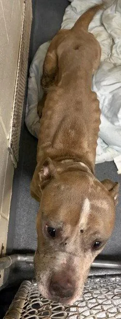 An adult large-sized male Pit Bull Terrier dog named Di Ralphie for adoption in Glen Allen, VA