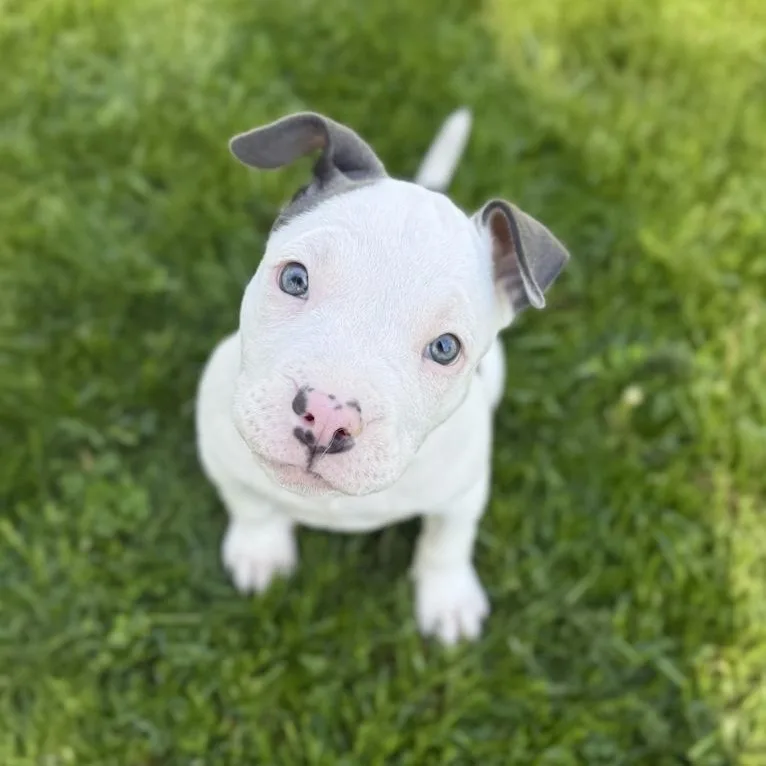 A baby medium-sized female Pit Bull Terrier dog named Elsa for adoption in Toledo, OH