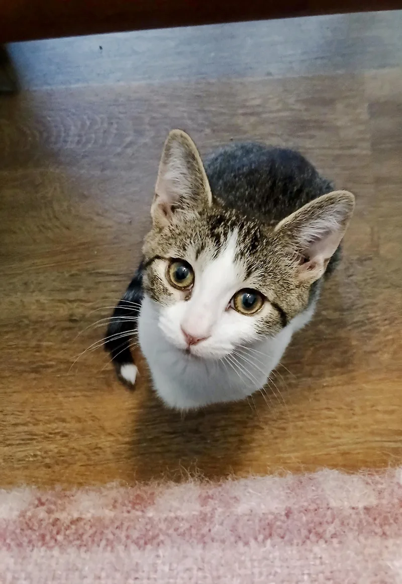 A baby medium-sized male Tabby (Gray / Blue / Silver) Domestic Short Hair cat named Yosemite for adoption in Apex, NC