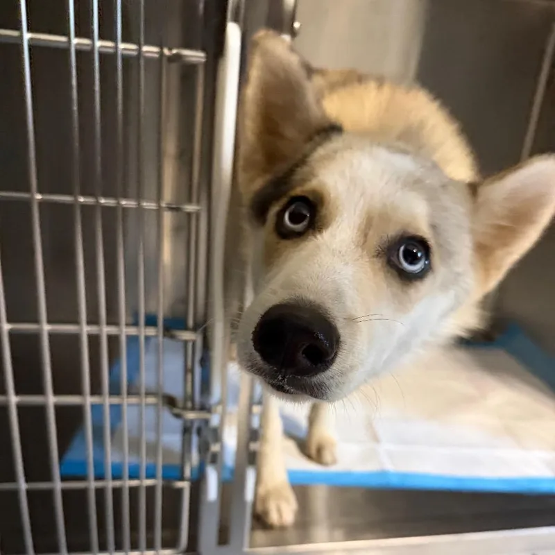 A young medium-sized male Siberian Husky dog named Frodo for adoption in Greensboro, NC