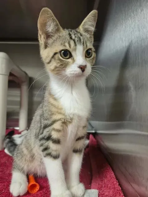 A baby medium-sized male Tabby (Buff / Tan / Fawn) Domestic Short Hair cat named Cricket for adoption in Bluffton, IN