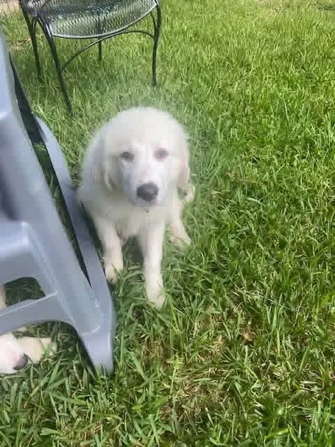 A baby large-sized female White / Cream Great Pyrenees dog named Pearl for adoption in Elkton, MD