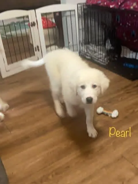 Pearl thumbnail 2