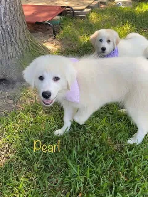 Pearl thumbnail 5