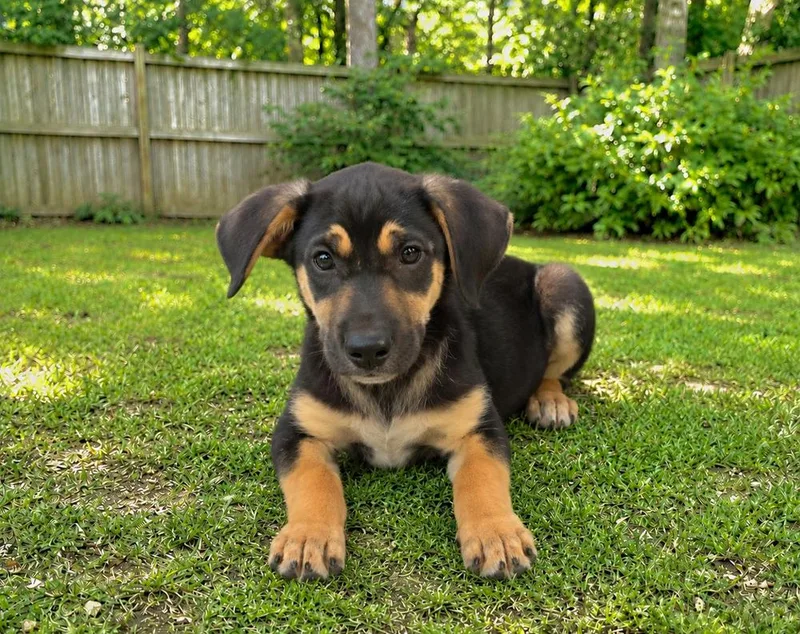 A baby medium-sized male Australian Shepherd dog named Peabody  P pups for adoption in Horn Lake, MS