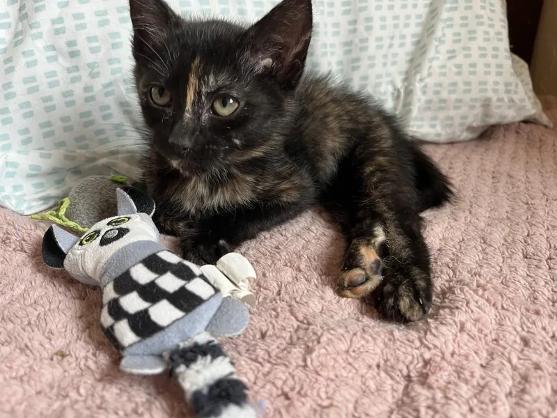 A baby small-sized female Tortoiseshell cat named Ember for adoption in Walnut Creek, CA
