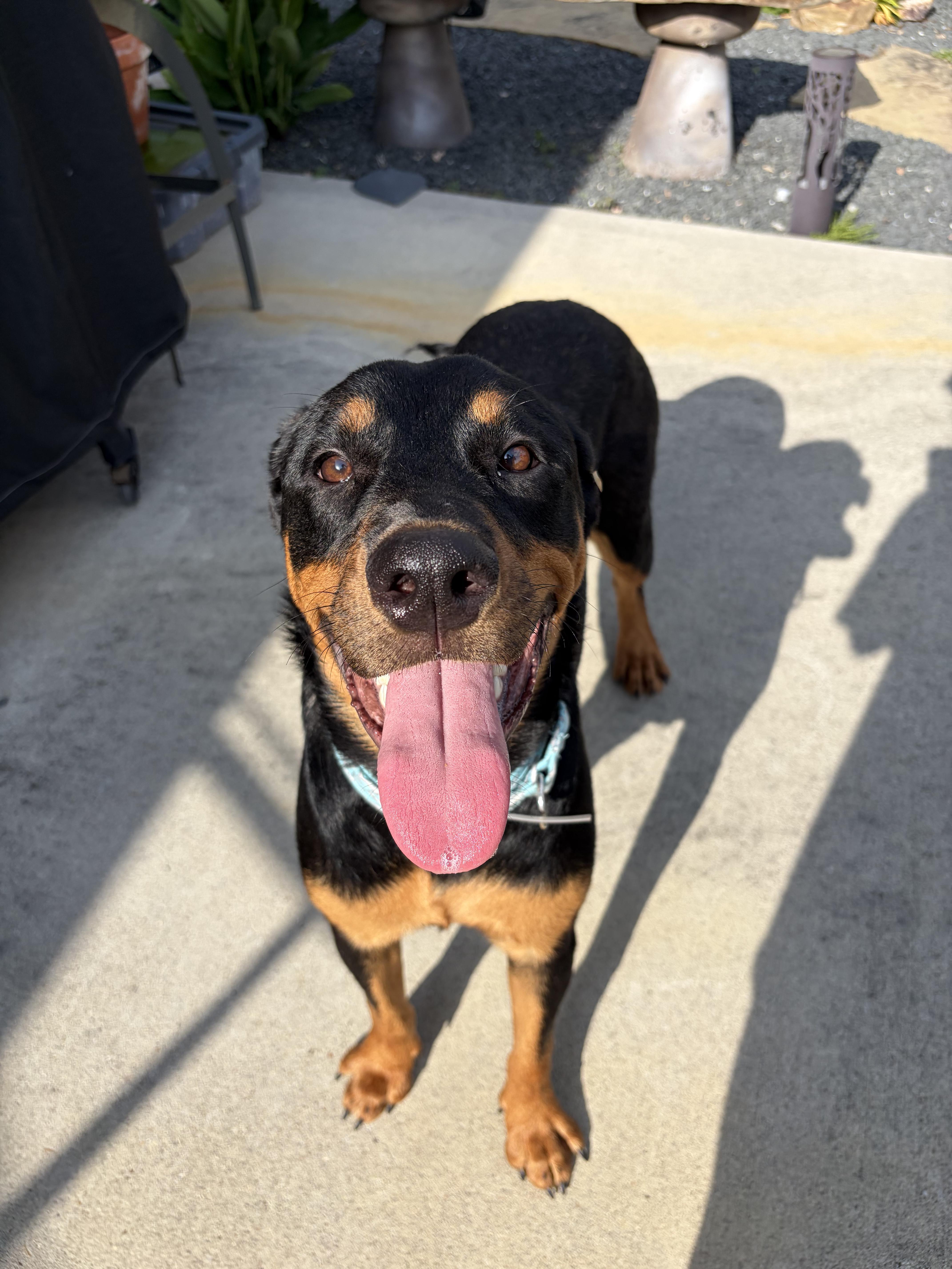 A young large-sized female Black Rottweiler dog named KonaAustin for adoption in Magnolia, TX
