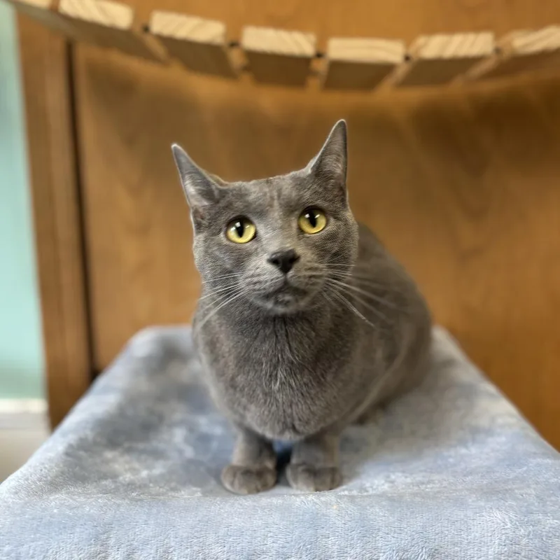 An adult medium-sized male Gray / Blue / Silver Domestic Short Hair cat named King for adoption in Fargo, ND