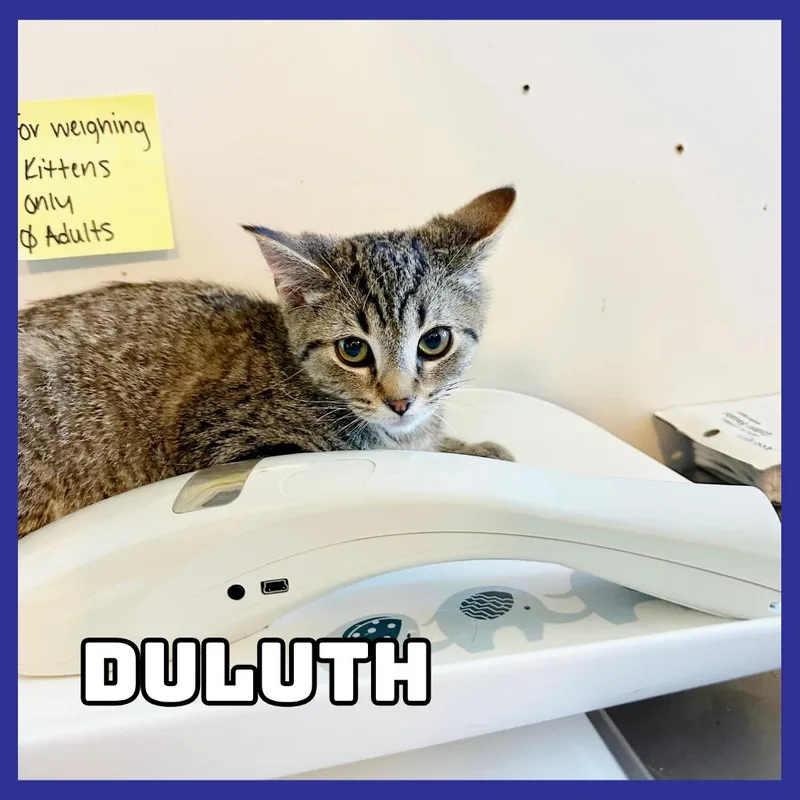 A baby small-sized female Gray / Blue / Silver Domestic Short Hair cat named Duluth for adoption in Glenwood, MN