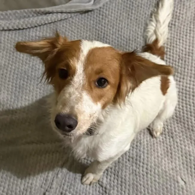 An adult medium-sized female Spaniel dog named Japan  Waitlist Closed! for adoption in San Diego, CA