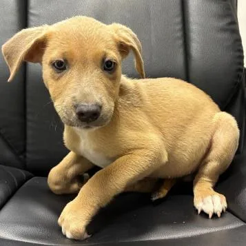 A baby small-sized male Yellow / Tan / Blond / Fawn Shepherd dog named Quay for adoption in South Elgin, IL