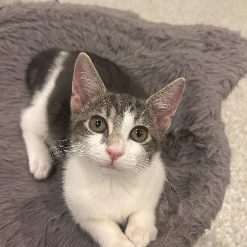 A baby small-sized female Gray & White Domestic Medium Hair cat named Haven for adoption in Wheaton, IL