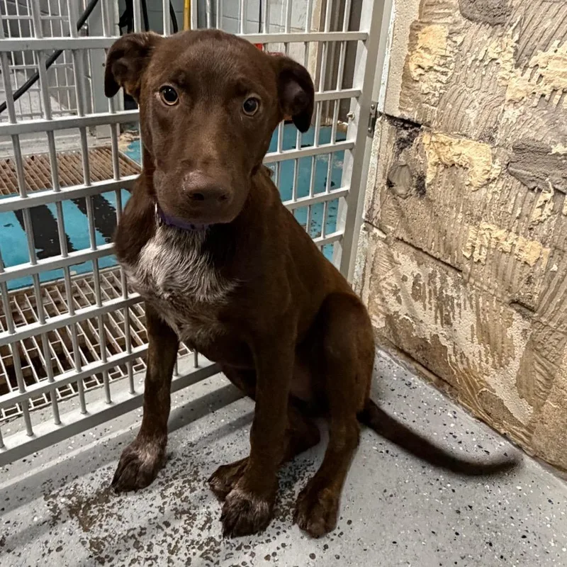 A baby medium-sized male Brown / Chocolate Labrador Retriever dog named Green Bean for adoption in Huntsville, AL