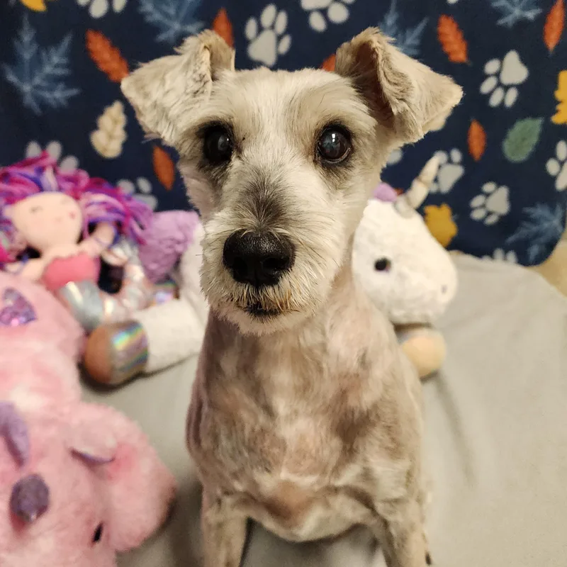 An adult small-sized female Schnauzer dog named Babett for adoption in ALPINE, TX
