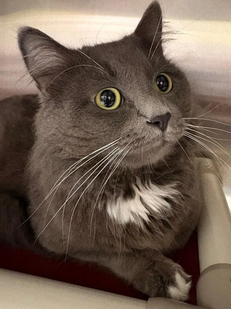 A young medium-sized male Domestic Medium Hair cat named Thomas O'malley for adoption in Fall River, MA