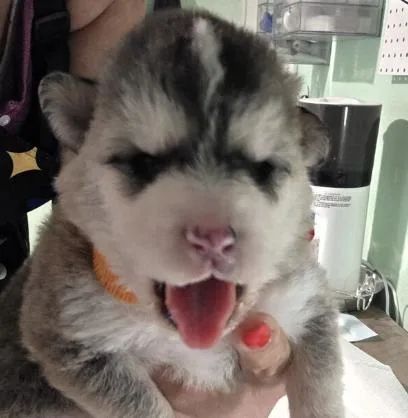 A baby small-sized male Siberian Husky dog named Axle for adoption in Cottonwood Heights, UT