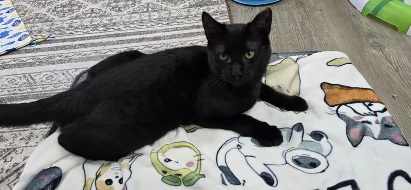 A young medium-sized male Black Domestic Short Hair cat named Jinx for adoption in Arlington, WA