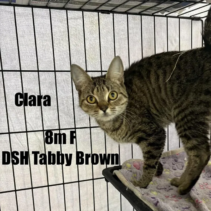 A young small-sized female Brown / Chocolate Domestic Short Hair cat named Louisa for adoption in Washington, DC