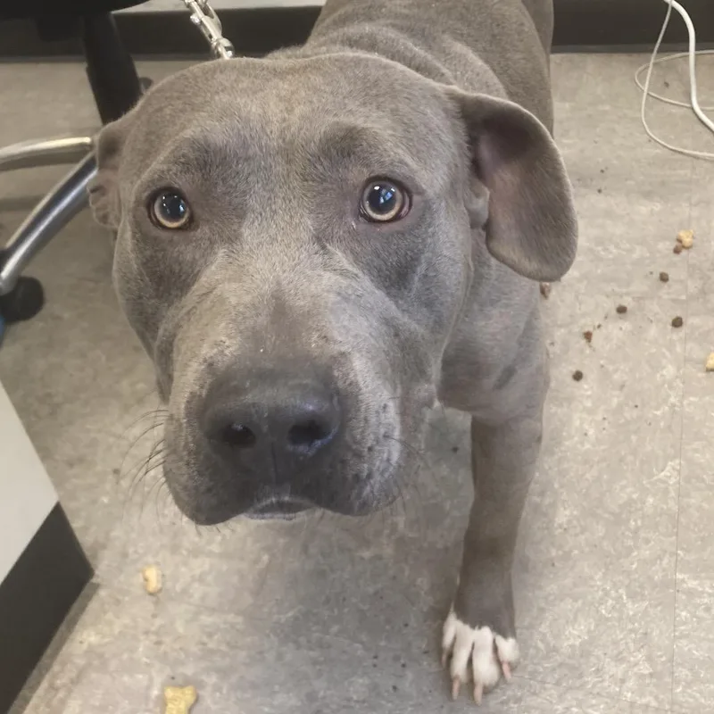 A young medium-sized male Gray / Blue / Silver Pit Bull Terrier dog named Smokey for adoption in Philadelphia, PA
