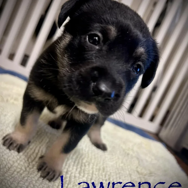 Lawrence