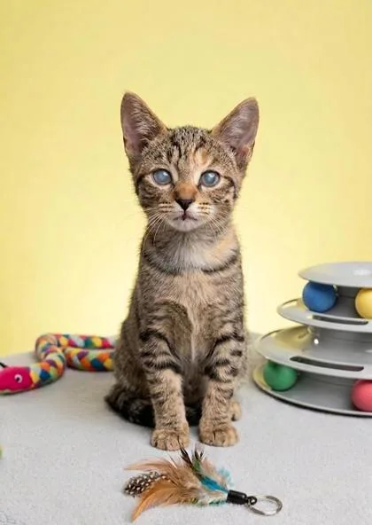 A baby small-sized female Domestic Short Hair cat named April for adoption in Cumming, GA