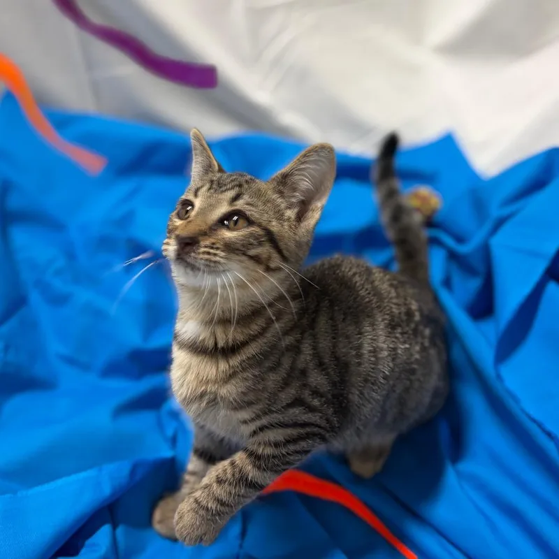 Sebastian
