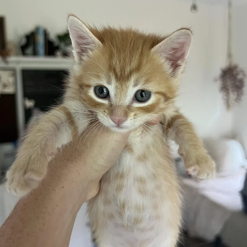 A baby small-sized female Orange / Red Domestic Short Hair cat named Minneola for adoption in Jupiter, FL