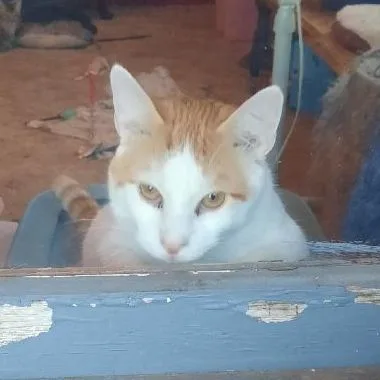 Apollo