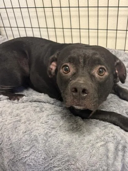 An adult medium-sized female Pit Bull Terrier dog named Highlander for adoption in Inverness, FL