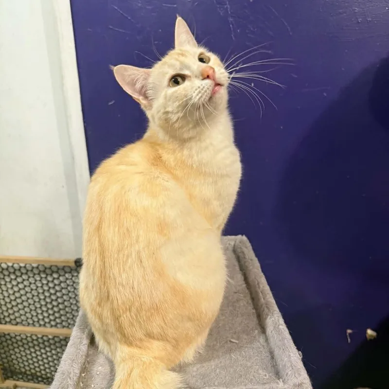 An adult medium-sized female Buff / Tan / Fawn Domestic Short Hair cat named Renatta for adoption in Antioch, CA