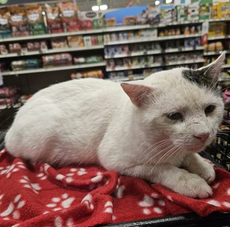 A senior medium-sized male Domestic Short Hair cat named William for adoption in Norwood, OH