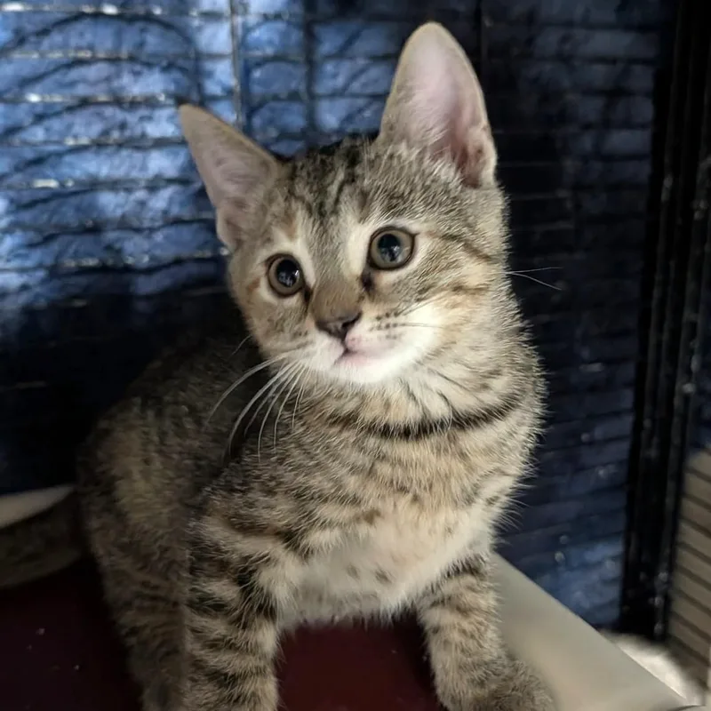 A baby medium-sized female Tabby cat named Torbina for adoption in Wilmington, OH