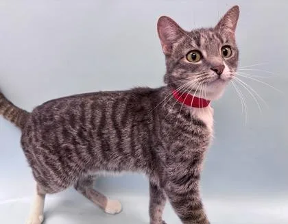 An adult small-sized female Domestic Short Hair cat named Gigi for adoption in Woodbury, MN