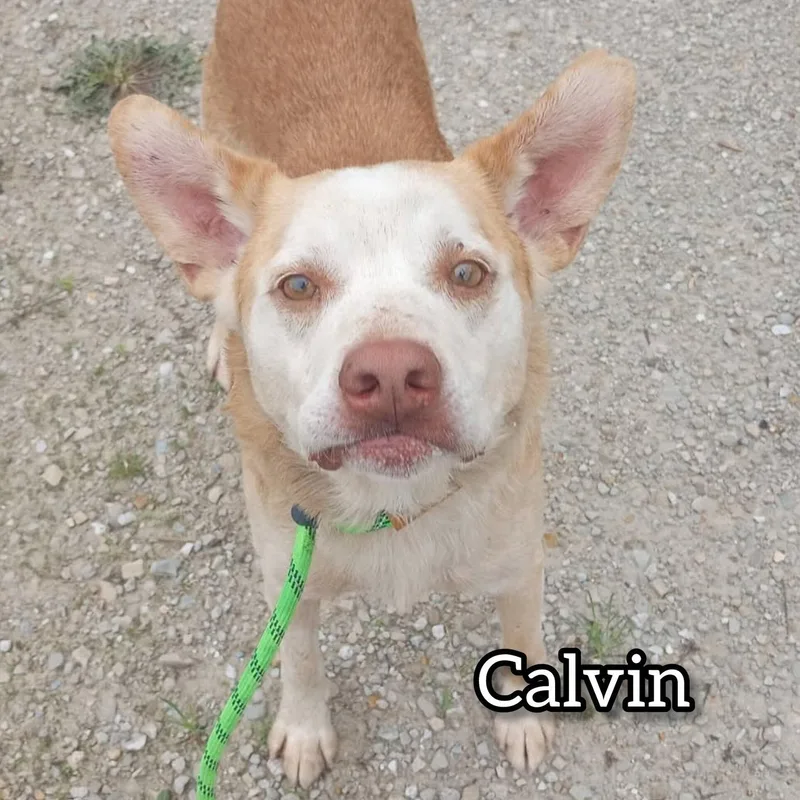 A senior medium-sized male Apricot / Beige Cattle Dog dog named Calvin for adoption in Hollister, MO