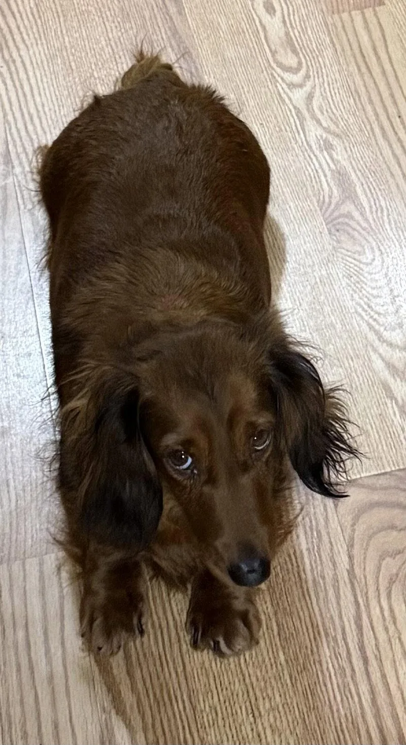 An adult small-sized female Dachshund dog named Louella for adoption in Sioux Falls, SD