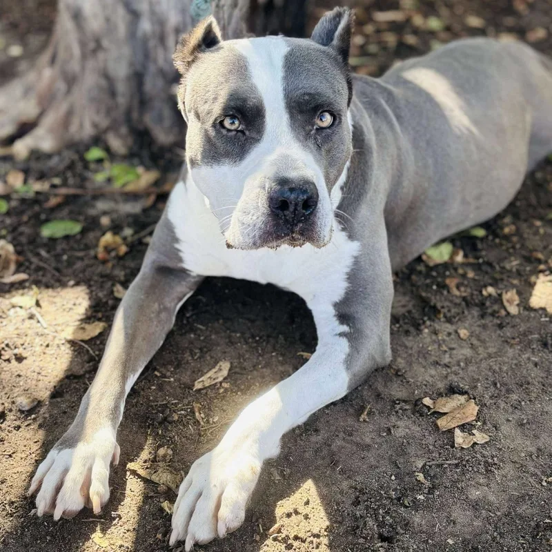 An adult large-sized female Pit Bull Terrier dog named Storm for adoption in Bastrop, TX