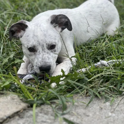 A baby small-sized male Mixed Breed dog named Bert for adoption in Christiansburg, VA