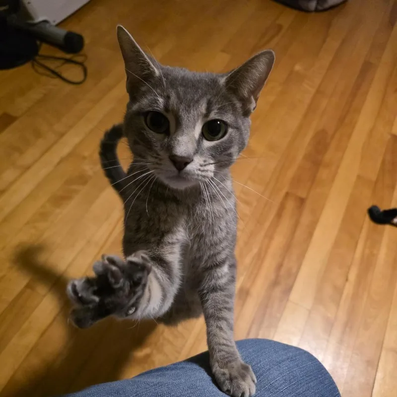 An adult medium-sized female Gray / Blue / Silver Domestic Short Hair cat named Cranberry for adoption in Wakefield, MA