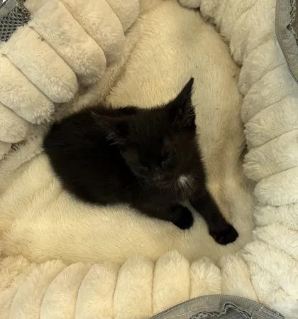 A baby small-sized female Domestic Short Hair cat named Madea for adoption in Paducah, KY