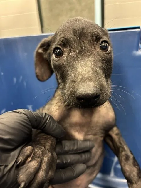 A baby small-sized male Labrador Retriever dog named Onion for adoption in Corpus Christi, TX
